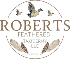 Roberts Feathered Taxidermy LLC