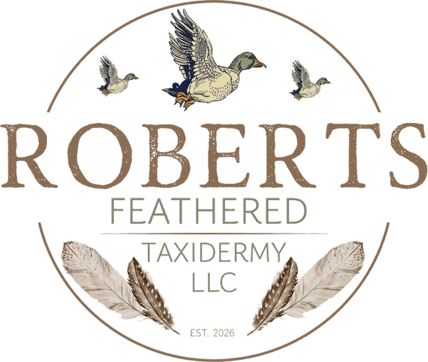 Roberts Feathered Taxidermy LLC